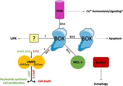 The Multifaceted Roles of the BCL-2 Family Member BOK